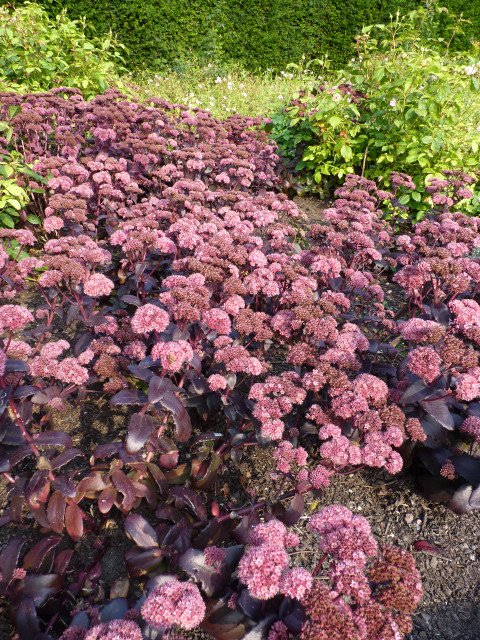 Sedum 'Purple Emperor'